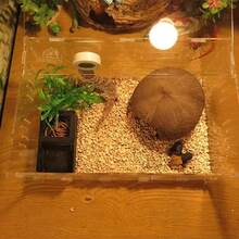 2-In-1 Anti-Escape Food & Water Feeder, Spider Lizard Insect Reptile Breeding Supplies, Plastic Reptile Feeding Bowl, Dual Compartment Structure - Feeding Bowl - View 6