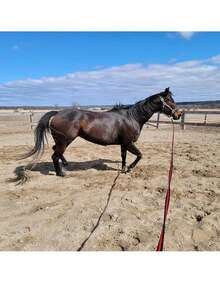 Lunge Line For Horse, Premium Equine Lunge Line With Swivel Bolt Snap For Accurate Equestrian Training, Competition, And Daily Use, 26 Ft (8 Meters)