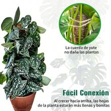 4 Pcs Tutor para Plantas 64CM de Poste de Musgo Flexible para Plantas Monstera Tutores para Plantas con 4 Rollo Cuerda de Yute/10Pcs Etiquetas Poste de Musgo Plegable para Plantas de Soporte - inicial - Ver 8