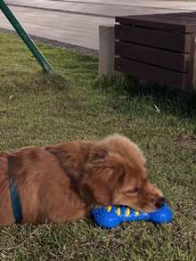 1pc Dog Chew Toy Bone, Durable Teething Stick With Sound For Medium/Large Dogs - Multicolor - View 5