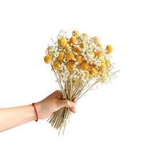 Ramo de flores secas, Craspedia real seca, flores de aliento de bebé para florero, centro de mesa, sala de estar, decoración del hogar - Amarillo - Ver 6