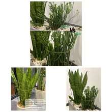 Paquete de 3 estacas de soporte para plantas, jaulas ajustables para anillos de plantas con envoltura de goma verde, para orqudeas, plantas en macetas de interiores y exteriores, 10 pulgadas de - 10" de ancho x 17" de alto - Ver 3