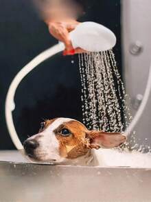 1 cái nối dài vòi nước đa năng kèm đầu vòi sen, tổng chiều dài 51,57 inch, bộ chuyển đổi dễ sử dụng để gội đầu, đầu vòi sen tắm, đầu nối tắm cho thú cưng đơn giản và nhanh chóng, trang trí phòng tắm gia đình, trang trí mùa thu, trang trí mùa tựu trường. - Nhiều màu - Xem 7