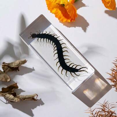 1件巨型蜈蚣、真实昆虫标本、巨型蜘蛛、八足生物、龙虾、锹甲、螃蟹、螳螂、黑甲虫、祈祷螳螂、巨型蝎子树脂水晶工艺装饰品、永久保存收藏品、高透明度巨型蜈蚣有毒动物模型工艺品、千足琥珀透明动植物昆虫模型、装饰工艺礼品家居装饰、教育教学昆虫标本样品（水晶工艺品易碎，手工制作可能存在瑕疵和气泡）