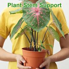 4uds Soportes para Tallos de Plantas, Soporte Crecimiento Vertical para Trepadoras Monstera y Plantas de Interior Hierro Soporte y Enrejado Tallos Cultivo en Exteriores e Interiores - inicial - Ver 4