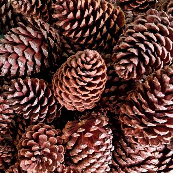 10 Pinhas 100% Naturais Enfeite para Artesanato e Decoração de Natal