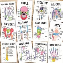 12 piezas Tarjetas flash de anatomía del esqueleto, Tarjetas de diagrama del esqueleto humano - Gráficos interactivos del esqueleto etiquetados, Adecuado para estudiantes de medicina, médicos, enfermeras - Tarjetas de aprendizaje de anatomía esquelética - Multicolor - Ver 2
