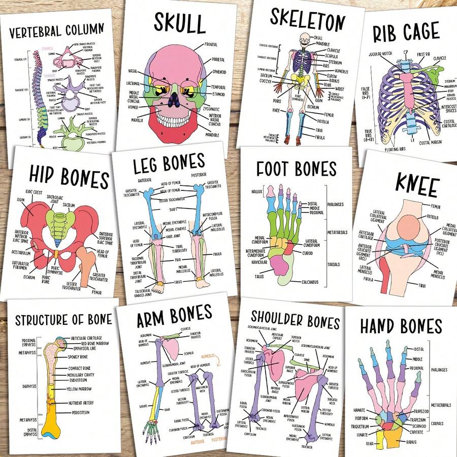 12 piezas Tarjetas flash de anatomía del esqueleto, Tarjetas de diagrama del esqueleto humano - Gráficos interactivos del esqueleto etiquetados, Adecuado para estudiantes de medicina, médicos, enfermeras - Tarjetas de aprendizaje de anatomía esquelética