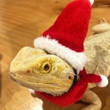 Lizard Mane Hat And Scarf, Lizard Christmas Hat Scarf Set, Small Animal Christmas Holiday Costume (Christmas)
