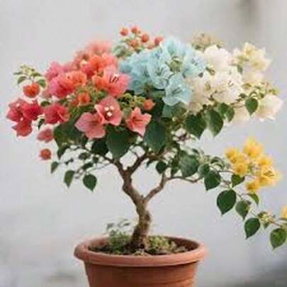 "Semillas de Buganvilla Loto 100 unidades Colores Vibrantes para Jardín y Exteriores Ideal para Decoración y Regalos de Primavera  "