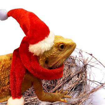 Bearded Dragon Santa Hat & Scarf Set - Christmas Costume For Lizards, Reptiles, Ferrets, Hamsters & Other Small Pets | Adjustable Elastic Chin Strap | Perfect Christmas Gift For Small Animals