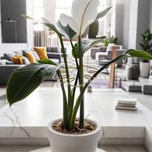 Durable Monstera Plant Trellis - Unique Climbing Plant Design, Tortoise Shell Clip Set, Ideal Plant Support For Thriving Decorative Plants - Multicolor - View 2