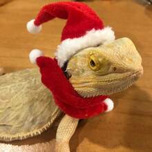Bearded Dragon Santa Hat & Scarf Set - Christmas Costume For Lizards, Reptiles, Ferrets, Hamsters & Other Small Pets | Adjustable Elastic Chin Strap | Perfect Christmas Gift For Small Animals