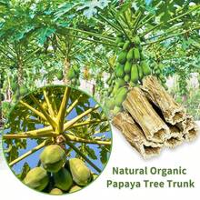 天然木制兔子咀嚼玩具 - 木瓜木咀嚼棒，适用于仓鼠、豚鼠、大鼠、沙鼠和其他小型宠物 - 彩色 - 查看 3