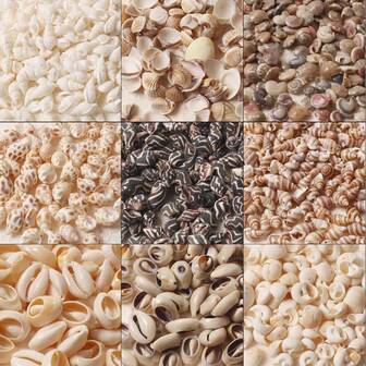 120/90/60/30pcs Set Creative Fashion DIY Shell Pendant (With Hole/No Hole), Includes Various Types Of Shell And Conch Pendants For Making Bracelets, Necklaces, Beaded Jewelry And Home Decor, Beach Theme Party, Wedding Decoration, Fish Tank And Vase Filler, Decorative Shell Craft Bead Set