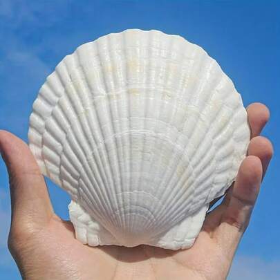 5/10pcs White Scallop Seashells, Size 4-5 Inches (10.16-12.7cm) - Natural Seashells, Suitable For DIY Crafts, Painting, Beach Wedding Decor And Home Decoration - Large Pack Of Smooth Shiny Seashells, Great For Handmade Crafts, Coastal Themed Decor And Shell Jewelry Making
