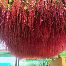 12pcs Simulation Wisteria Tofu Pudding String Violet Plastic Silk Flower Decoration Vine Ceiling Flower Wedding False Flower Vine - Red - View 2