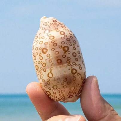 Baiyan Baoluo Specimen Snail Fish Tank Aquarium Landscape Decoration Home Collection Baoluo Natural Conch Shell Rare Home Decoration, Aquarium Decoration, Mediterranean Style Home Decoration, Home Life Decoration, Aquarium Decoration