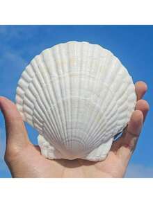 5/10 piezas Conchas de vieira blancas, tamaño 4-5 pulgadas (10.16-12.7cm) - Conchas naturales, adecuadas para manualidades DIY, pintura, decoración de bodas en la playa y decoración del hogar - Gran paquete de conchas brillantes y lisas, excelentes para manualidades hechas a mano, decoración con tema costero y elaboración de joyas con conchas - Blanco - Ver 1