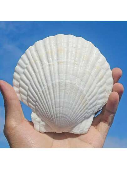 5/10pcs White Scallop Seashells, Size 4-5 Inches (10.16-12.7cm) - Natural Seashells, Suitable For DIY Crafts, Painting, Beach Wedding Decor And Home Decoration - Large Pack Of Smooth Shiny Seashells, Great For Handmade Crafts, Coastal Themed Decor And Shell Jewelry Making