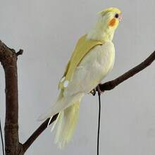 2件装柔软一体式胸背带，适用于鹦鹉 - 粉色 - 查看 1