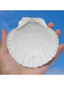 5/10 piezas Conchas de vieira blancas, tamaño 4-5 pulgadas (10.16-12.7cm) - Conchas naturales, adecuadas para manualidades DIY, pintura, decoración de bodas en la playa y decoración del hogar - Gran paquete de conchas brillantes y lisas, excelentes para manualidades hechas a mano, decoración con tema costero y elaboración de joyas con conchas - Blanco - Ver 9