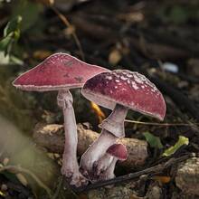 19张/包 复古镂空蝴蝶风景拼贴贴纸，剪贴簿用品，极简昆虫蘑菇做旧相框拼贴装饰材料，手账DIY贴纸，文具剪贴簿用品 - 彩色 - 查看 8