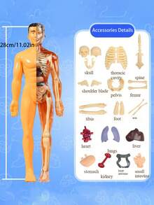 1 Set Removable Human Anatomy Model Kit - Detachable Skeleton And Full Body Torso - STEM Education Kit For Teens - Medical Teaching Skeleton Model Set With Removable Organs, Anatomy Learning Tool For Science Classroom Demonstration And Display, Perfect Gift For Teachers, Students, Friends For Graduation, Back To School, Halloween, Christmas