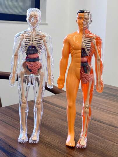 1 Set Removable Human Anatomy Model Kit - Detachable Skeleton And Full Body Torso - STEM Education Kit For Teens - Medical Teaching Skeleton Model Set With Removable Organs, Anatomy Learning Tool For Science Classroom Demonstration And Display, Perfect Gift For Teachers, Students, Friends For Graduation, Back To School, Halloween, Christmas