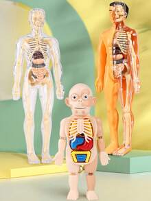 1 Set Removable Human Anatomy Model Kit - Detachable Skeleton And Full Body Torso - STEM Education Kit For Teens - Medical Teaching Skeleton Model Set With Removable Organs, Anatomy Learning Tool For Science Classroom Demonstration And Display, Perfect Gift For Teachers, Students, Friends For Graduation, Back To School, Halloween, Christmas