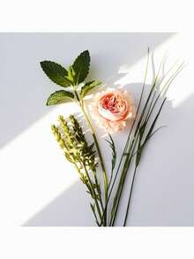 Perfume divain.715 - Fragancia Floral Mujer, 100ml: Fusión Exótica de Menta, Rosa y Vetiver para una Sofisticación Natural. Ideal para Primavera, Uso Diario. Experimenta Frescura y Elegancia con Notas de Clavel y Cannabis. Intenso y Duradero, Perfecto para el Día. - divain.715 - Ver 2