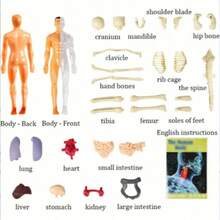 1 Set Removable Human Anatomy Model Kit - Detachable Skeleton And Full Body Torso - STEM Education Kit For Teens - Medical Teaching Anatomical Skeleton Model Set With Removable Organs, For Science Classroom Demonstration And Learning Human Body Structure, Perfect Gift For Teachers, Students, Friends For Graduation, Back To School, Halloween, Christmas