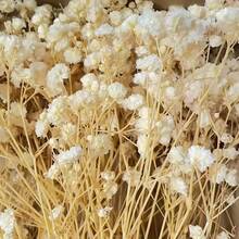 50/100/300pcs Natural Dried Baby's Breath Flowers - Elegant Preserved Baby's Breath, Suitable For Home, Office, Wedding, Christmas, Halloween Party, Handicrafts, Maintenance-Free, Suitable For Ages 14+ (No Paper Card)