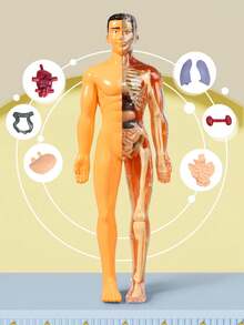 1 Set Removable Human Anatomy Model Kit - Detachable Skeleton And Full Body Torso - STEM Education Kit For Teens - Medical Teaching Skeleton Model Set With Removable Organs, Anatomy Learning Tool For Science Classroom Demonstration And Display, Perfect Gift For Teachers, Students, Friends For Graduation, Back To School, Halloween, Christmas