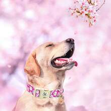 Pink Floral Pattern Adjustable Pet Collar With Quick Release Buckle, Elegant Small Dog Collar - Hot Pink - View 5
