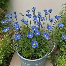 6pcs Hand-Pinched Ceramic Forget Me Not Flowers, "Blue Love" Artisan Crafted Fade-Resistant Eternal Home Decor For Indoor & Outdoor Use – Perfect Gift Idea For Valentine's Day, Christmas, Mother's Day, Seasonal Decor, Indoor Decoration, Artistic Home - Màu xanh lam - Xem 10