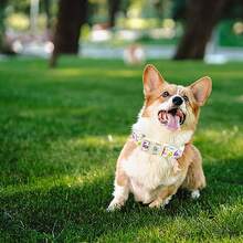 Elegant Little Tail Dog Collar Dinosaurs Cute Dog Pet Collars Spring Summer Adjustable Soft Dog Collars - Green - View 5