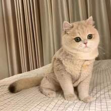 Warme Fleeceweste für Haustiere, Herbst/Winter, Druckknopfverschluss, Retro-Stil, geeignet für Devons, Siam, Cornish Rex, Abessinier Katzen - Aprikosenfarben - Übersicht 3