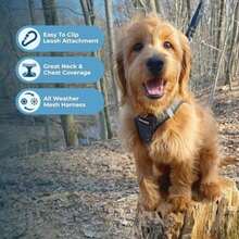 Pet Basic Dog Collars - Multicolor - View 7
