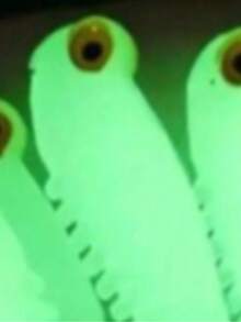 20个/10个/5个/1个夜光软硅胶钓鱼饵，泳饵 - 无铅，袋装套装，适用于狩猎和垂钓，路亚套装 - 彩色 - 查看 13