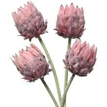 人造帝王花热带花束，丝绸帝王花花束，适用于婚礼餐桌中心装饰，春季 - 彩色 - 查看 12