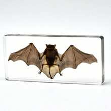1pc Premium Crystal Bat Model, Giant Bat Teaching Specimen Bookend Novelty Gift Student Educational Tool Resin Craft, Transparent Natural Insect Spider Specimen, Rare Giant Insect Spider Bat From Primeval Forest, High-End Crystal Decor Ornament, Best Crystal Craft Gift For Meetings, Events, Parties - Multicolor - View 11