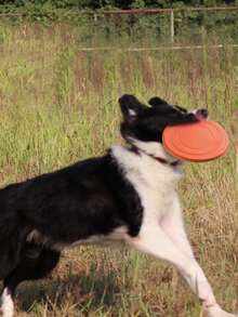 柔软圆形宠物玩具，狗狗玩具，互动训练玩具，漂浮耐用软玩具，宠物用品，宠物玩具，易于清洁，抛掷玩具，耐用耐咬磨牙宠物玩具，狗狗玩具，狗狗互动娱乐玩具，宠物训练玩具，缓解无聊，人宠互动玩具，增进感情 - 彩色 - 查看 6