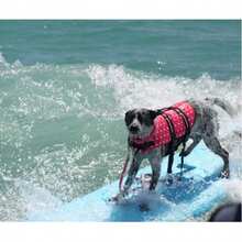 宠物用品 - 中小型犬泳装 - 狗狗夏季服装 - 狗狗游泳装备 - 宠物泳衣 - 宠物救生衣