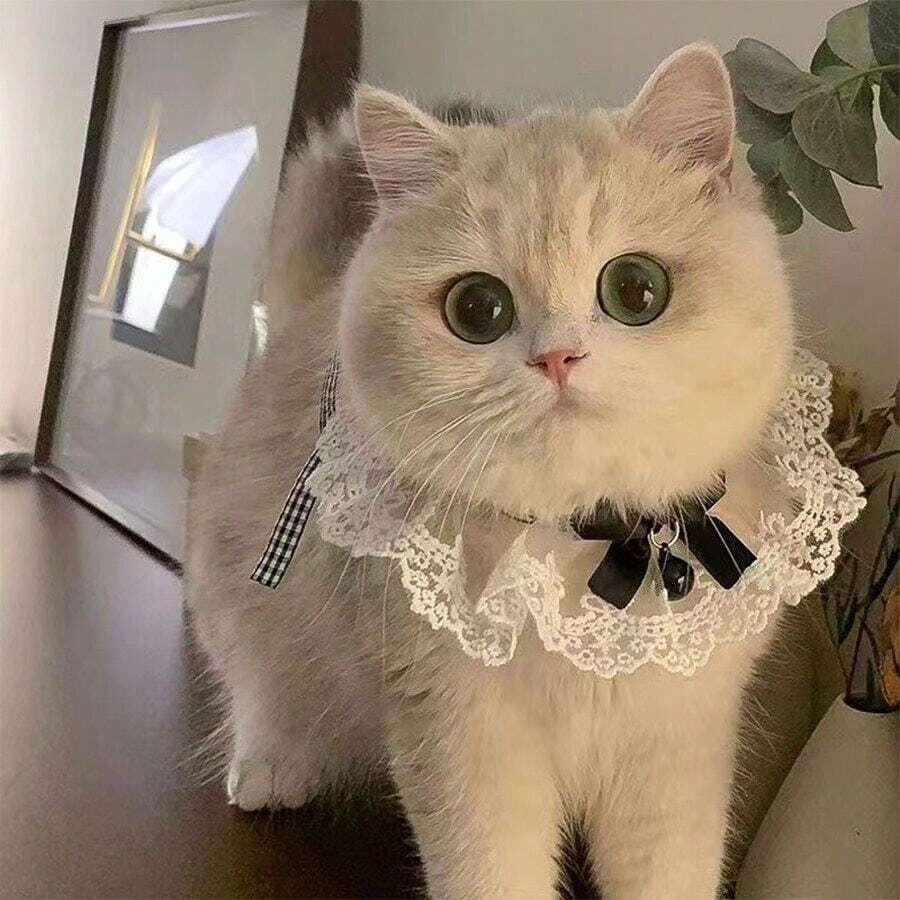 1pc Cute Bowknot Cat Collar With Bib And Saliva Towel Knitted Neck Guard Pet Collar Decoration Mouth Cover Lovely Dog Photography Prop - 彩色 - 查看 1