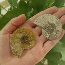 Bergkristall hat natürliche Risse, kein Schaden. Echter Ammoniten-Nautilus-Fossil - Ausgegrabene Wunder, zeigen die Kunstfertigkeit der Natur, funkelnde Heimdekoration, sortierte Größen und Designs, DIY - Verschiedenfarbig - Übersicht 4