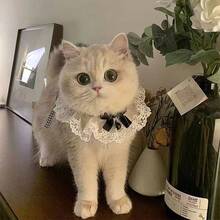 1pc Cute Bowknot Cat Collar With Bib And Saliva Towel Knitted Neck Guard Pet Collar Decoration Mouth Cover Lovely Dog Photography Prop - 彩色 - 查看 4