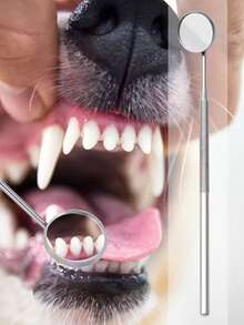 3件套宠物牙齿护理套装，用于去除牙垢 - 不锈钢狗狗牙齿清洁套装 - 宠物口腔卫生及牙垢去除工具 - 銀色 - 查看 3