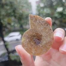 Bergkristall hat natürliche Risse, kein Schaden. Echter Ammoniten-Nautilus-Fossil - Ausgegrabene Wunder, zeigen die Kunstfertigkeit der Natur, funkelnde Heimdekoration, sortierte Größen und Designs, DIY - Verschiedenfarbig - Übersicht 3