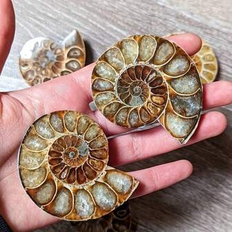 Rock Crystal Has Natural Cracks, Not Damage. Genuine Ammonite Nautilus Fossil - Unearthed Wonders, Showcase Natures Artistry, Dazzling Home Decor, Assorted Sizes And Designs,Diy